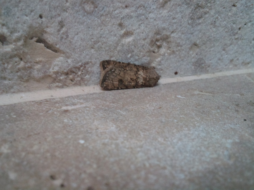 Agrotis segetum - vetési földibagoly
