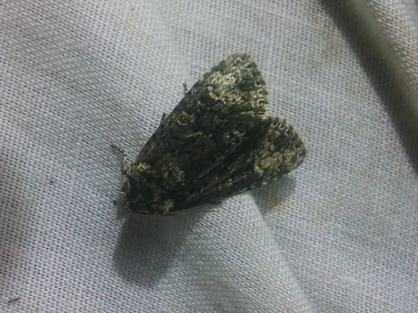 Craniophora ligustri - fagyalbagoly