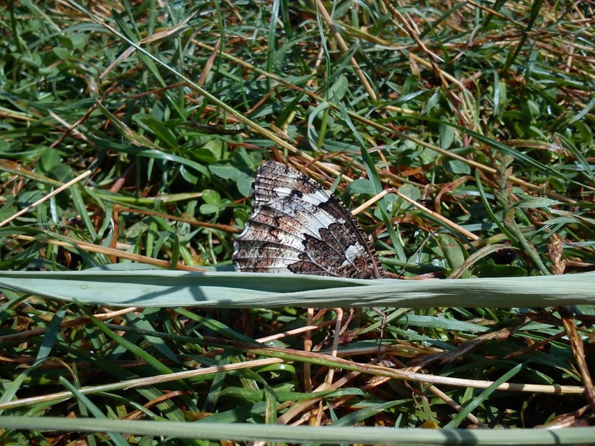 Brintesia circe - fehéröves szemeslepke