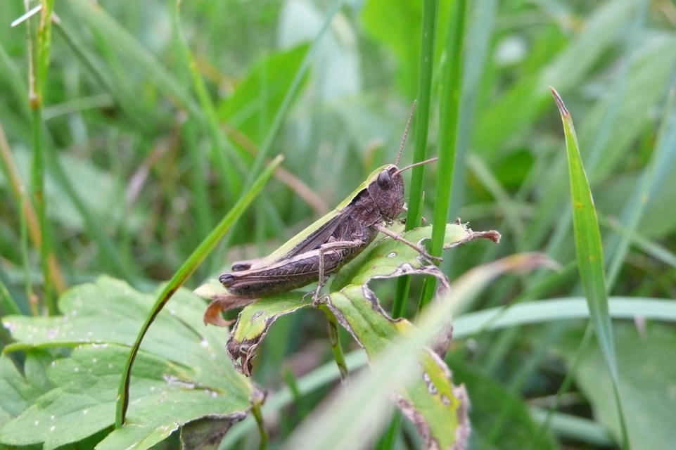 Chorthippus dorsatus - hátas rétisáska
