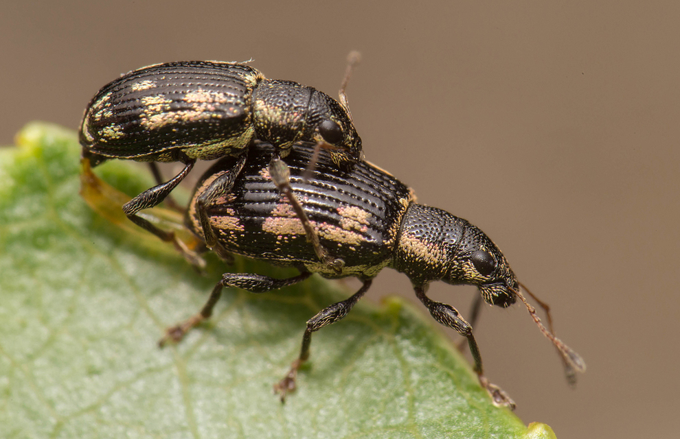 Polydrusus picus - pikkelyfoltos lombormányos
