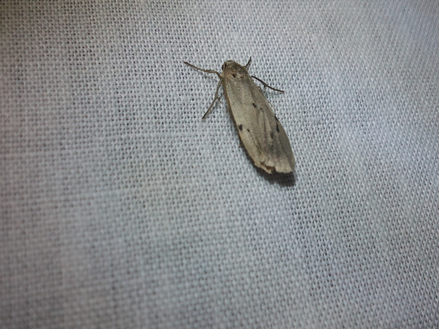 Pelosia muscerda - hamvas zuzmószövő