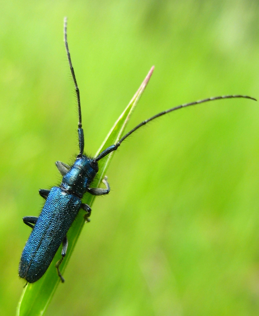 Agapanthia violacea - kék somkórócincér