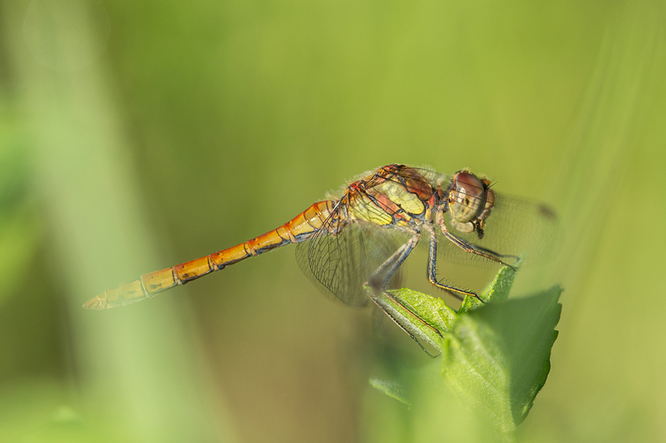 Sympetrum striolatum - harántsávos katona-szitakötő