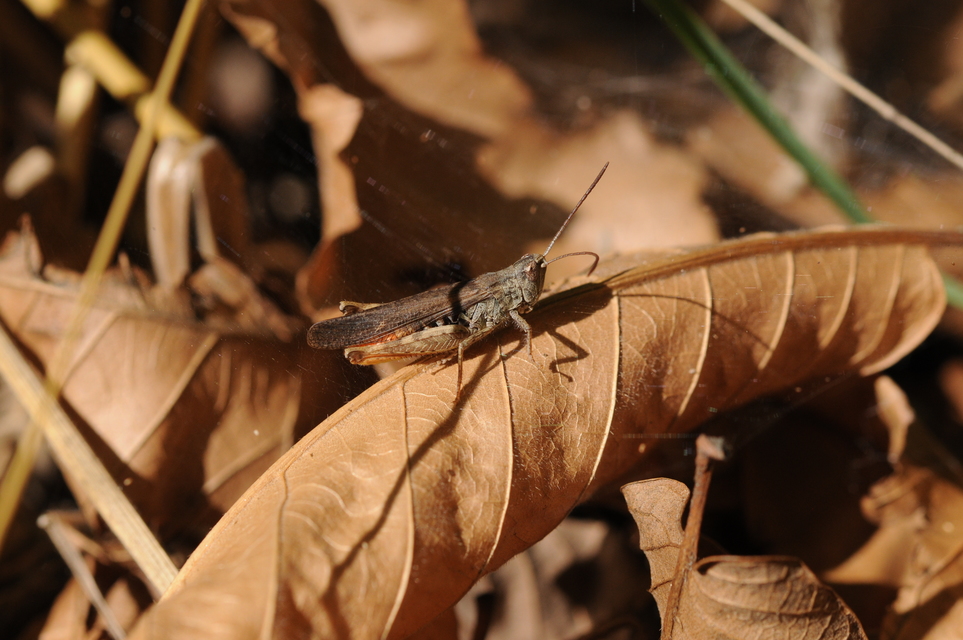 Chorthippus brunneus - közönséges tarlósáska