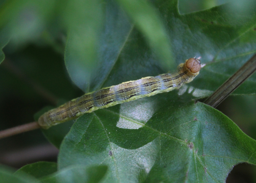 Erannis defoliaria - nagy téliaraszoló