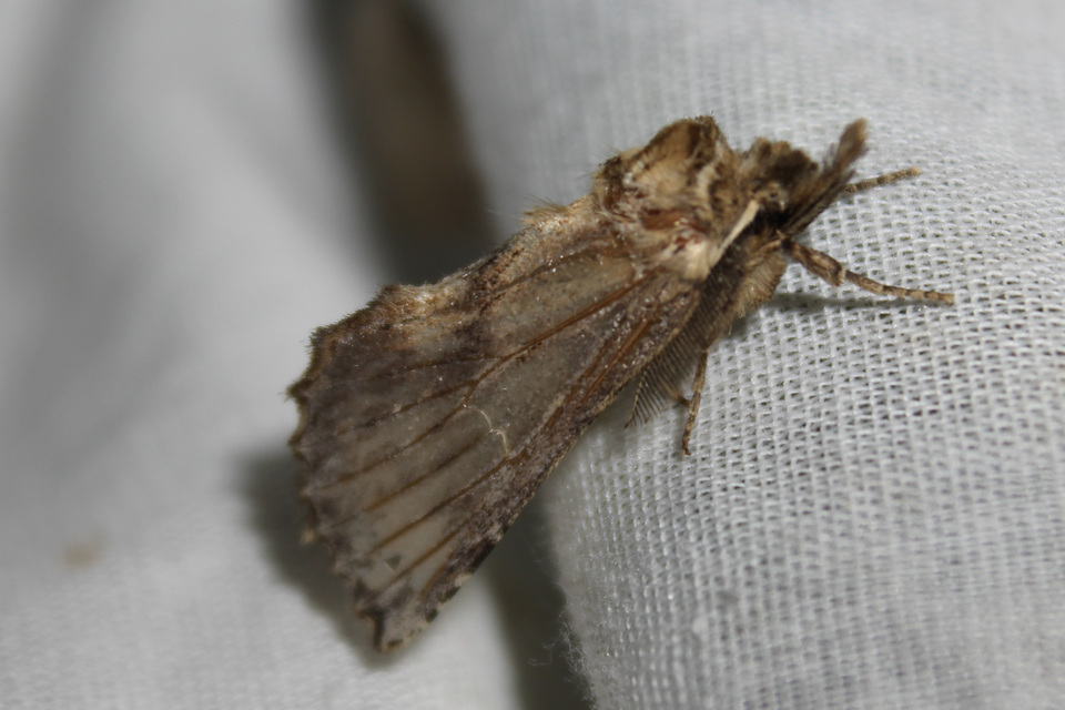 Pterostoma palpina - csőrös púposszövő