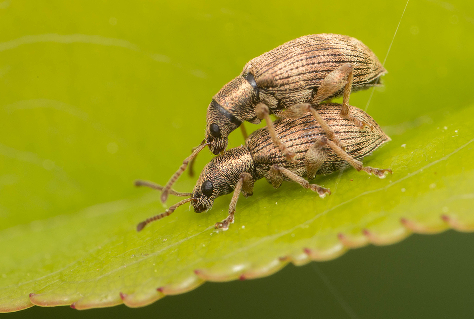 Oedecnemidius varius - tarka tölgyormányos