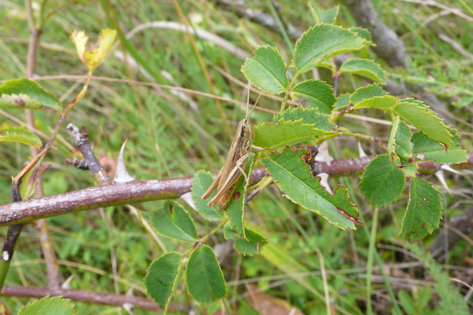 Euchorthippus declivus - rövidszárnyú rétisáska