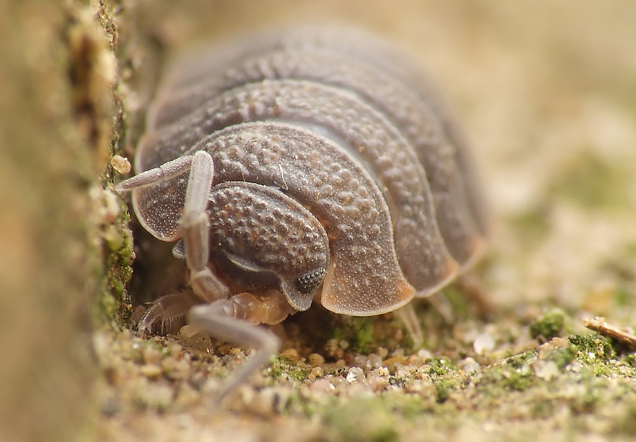 Porcellio scaber - érdes pinceászka
