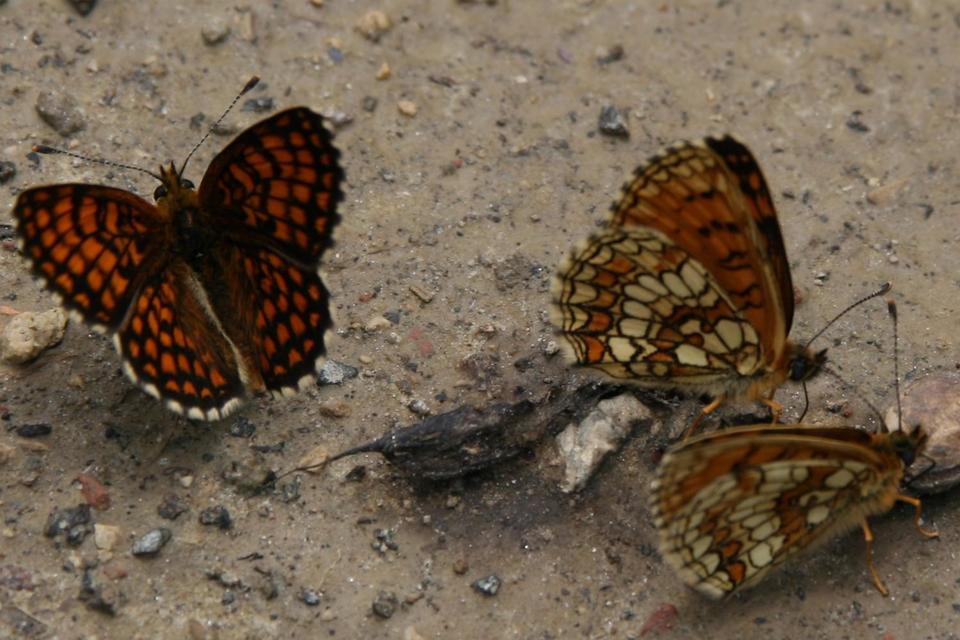 Melitaea athalia - közönséges tarkalepke