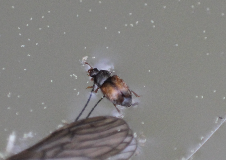 Nitidulidae - fénybogárfélék Nitidulidae - fénybogárfélék