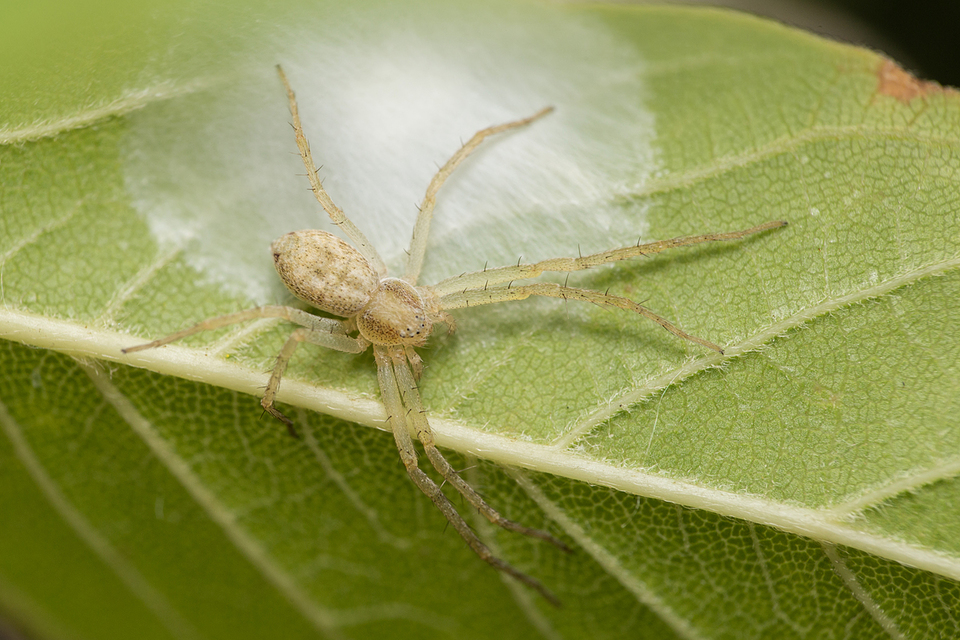 Philodromus