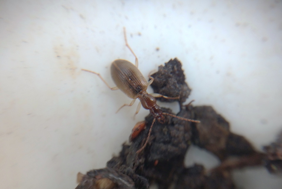 Carabidae - futóbogárfélék