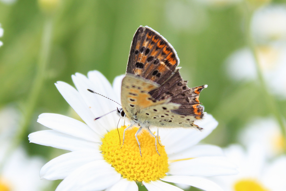 Lycaena tityrus - barna tűzlepke