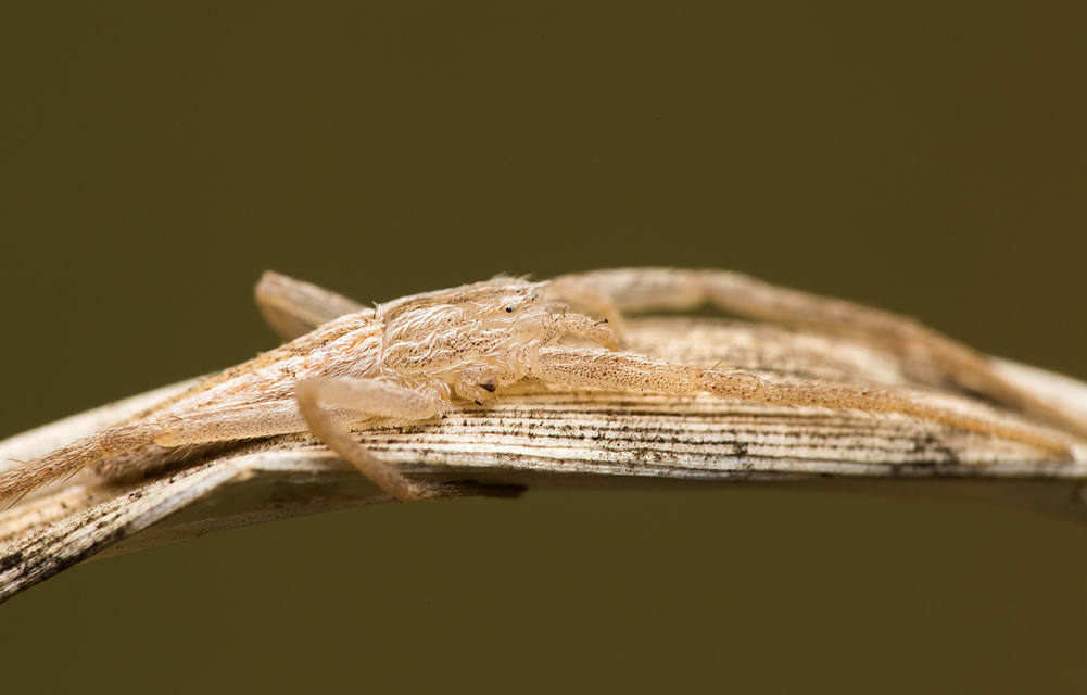 Tibellus