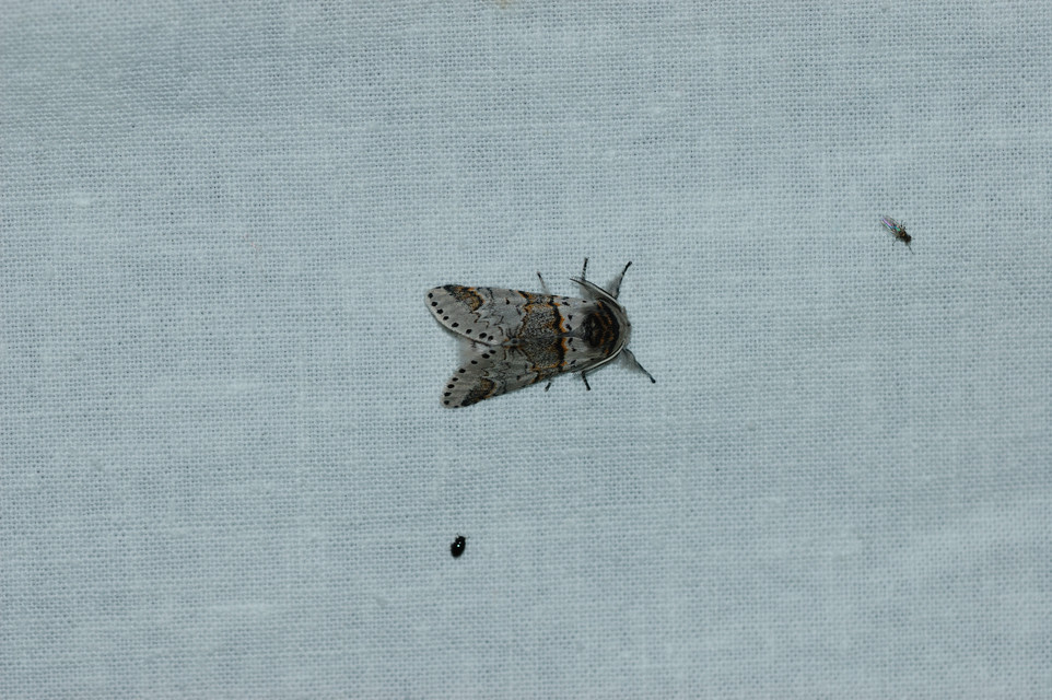 Furcula furcula - szürke púposszövő