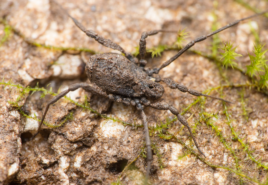kaszáspókok (Opiliones)