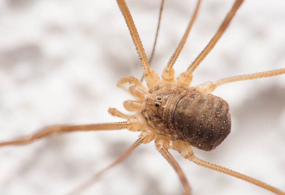 Opilio