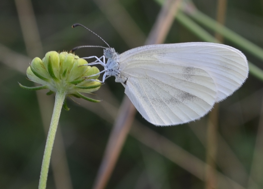 Leptidea sinapis - mustárlepke