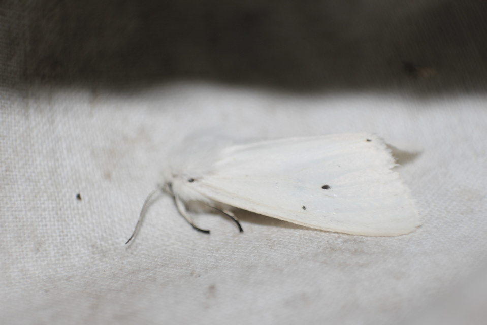 Spilosoma urticae - hószínű medvelepke