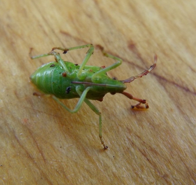 Gonocerus juniperi - boróka-karimáspoloska