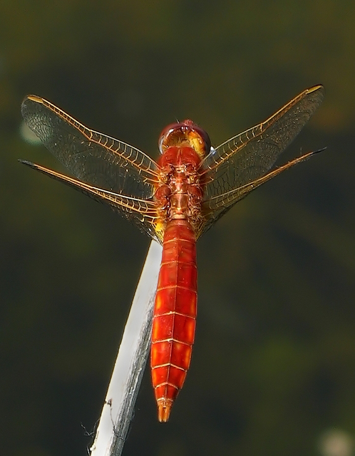Crocothemis erythraea - skarlát szitakötő