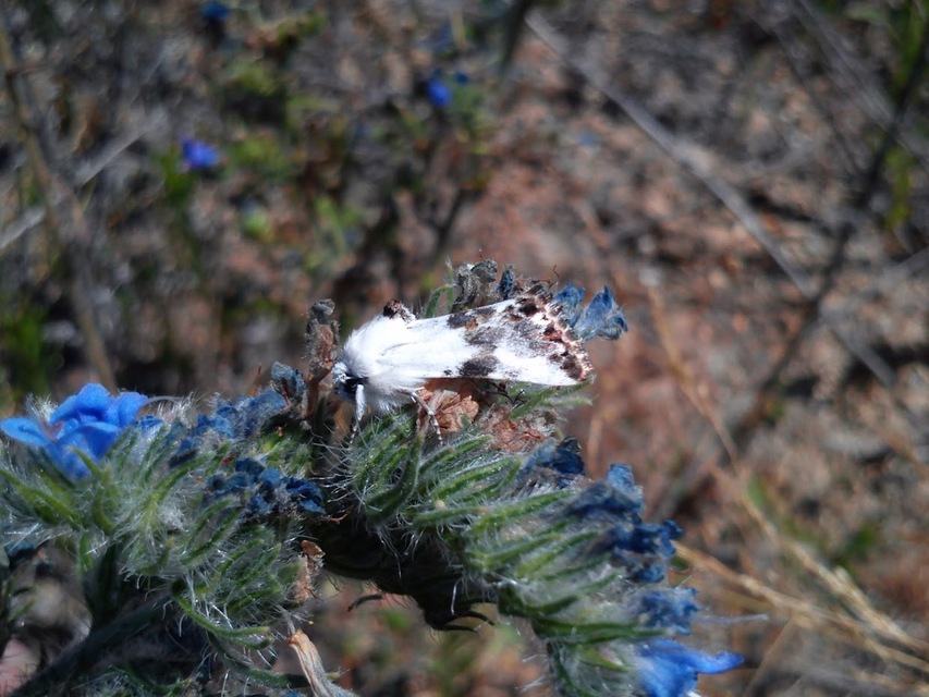 Calophasia opalina - barnafoltú fehérbagoly