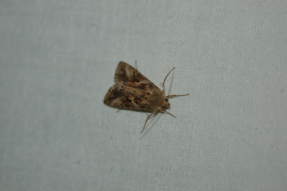 Autographa gamma - gammalepke