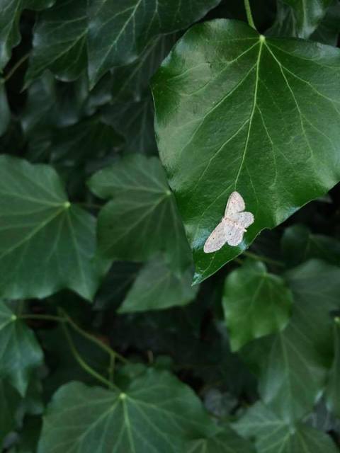 Idaea seriata - szürke apróaraszoló
