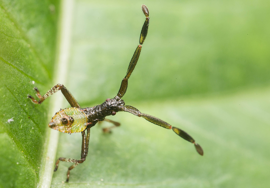 Gonocerus