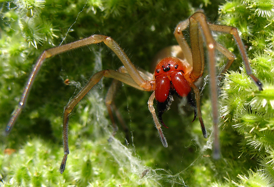 Cheiracanthium punctorium - mérges dajkapók