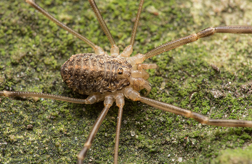 Opilio saxatilis