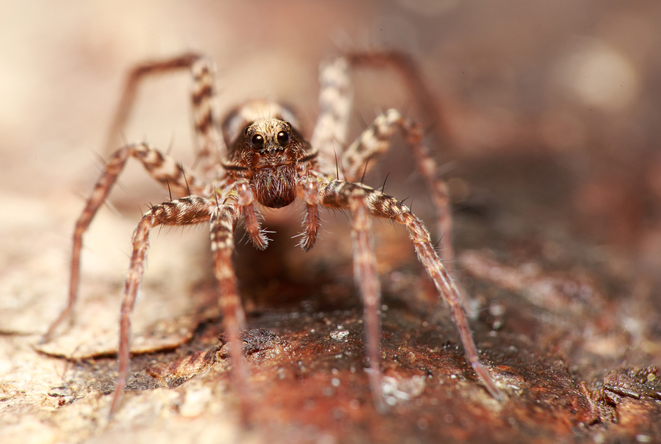 Pardosa