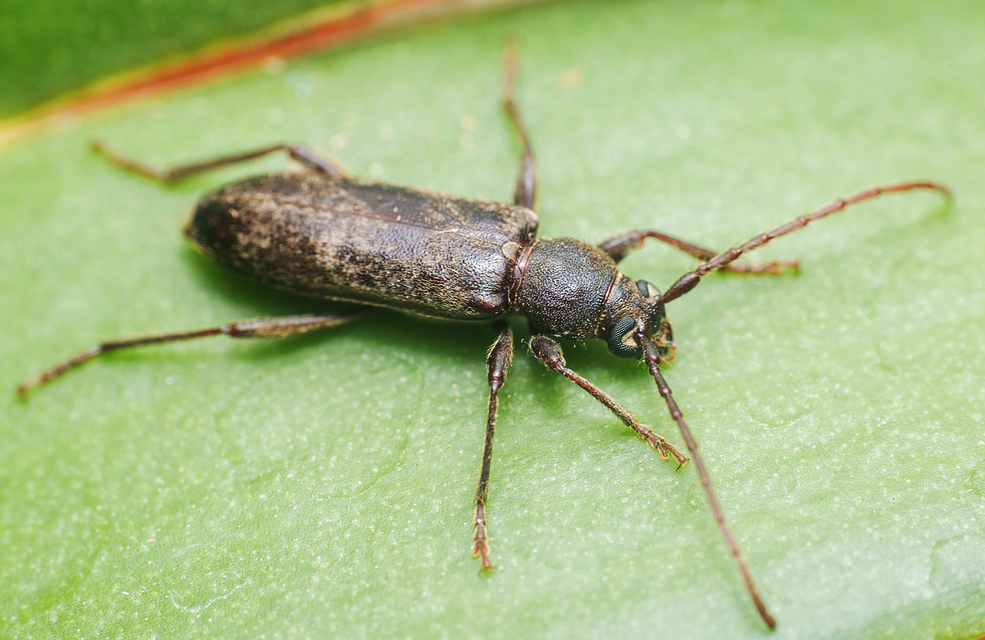 Trichoferus campestris - szállóvendég éjicincér