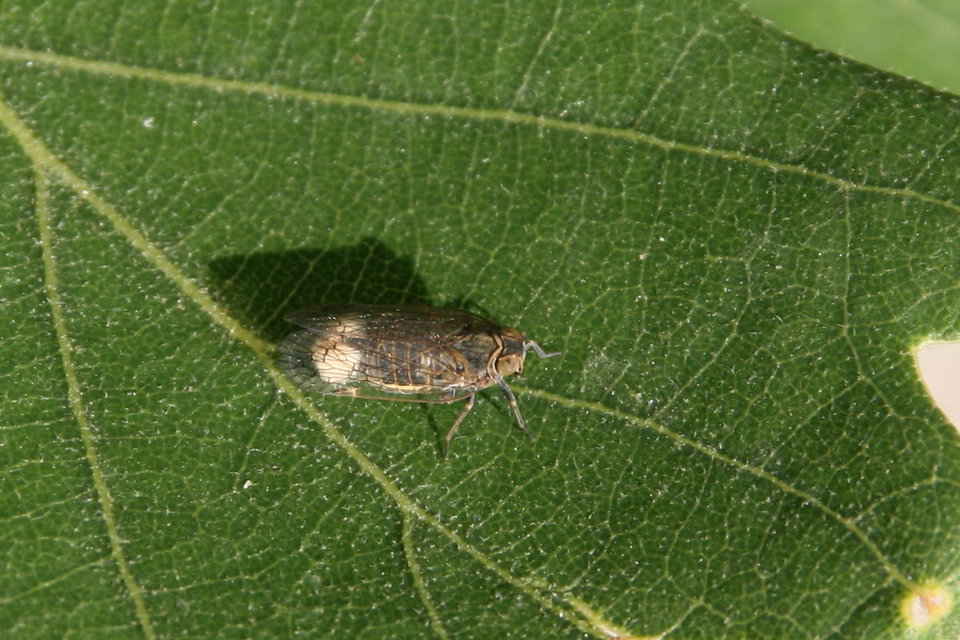Cixiidae - recéskabócák