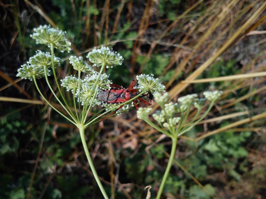 Rhynocoris iracundus - közönséges gyilkospoloska