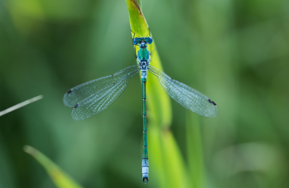 Lestes dryas - réti rablószitakötő