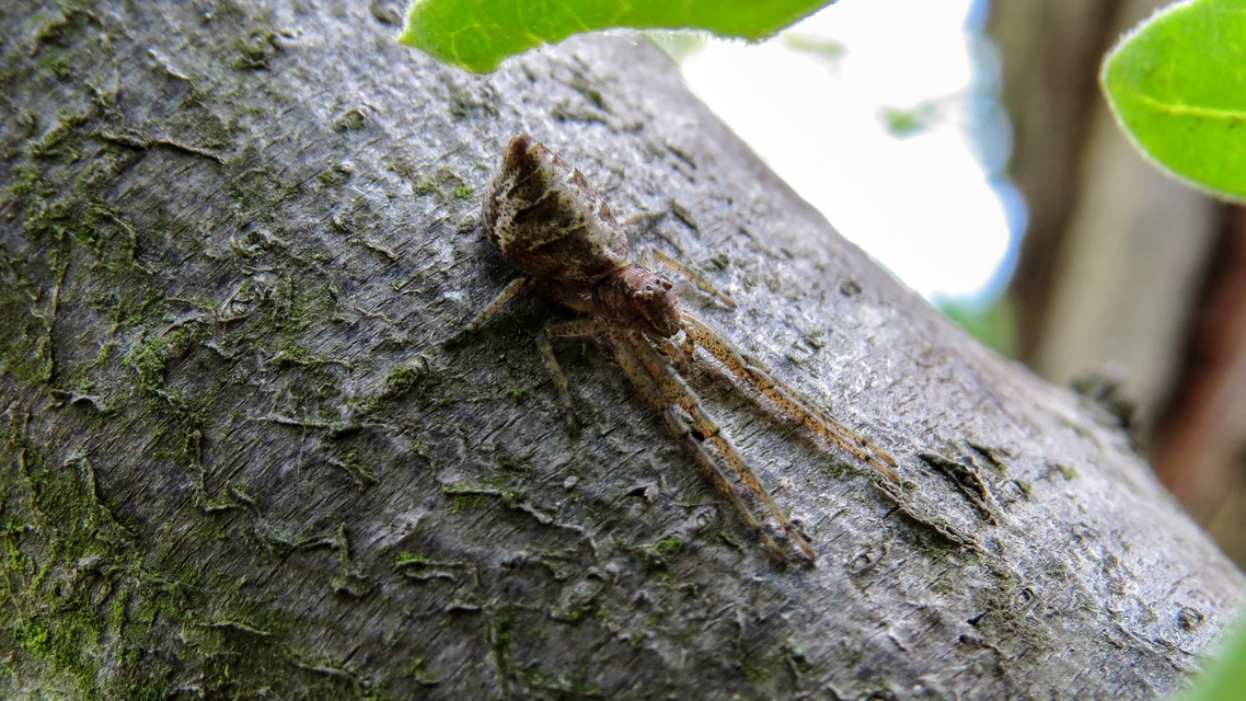 Tmarus