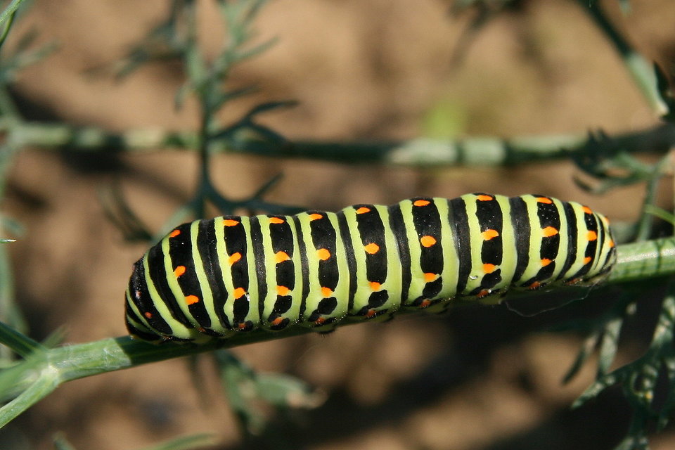 Papilio machaon - fecskefarkú lepke