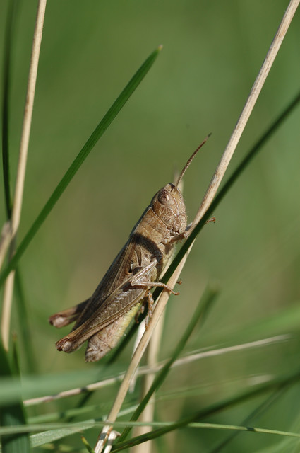 Chorthippus dorsatus - hátas rétisáska