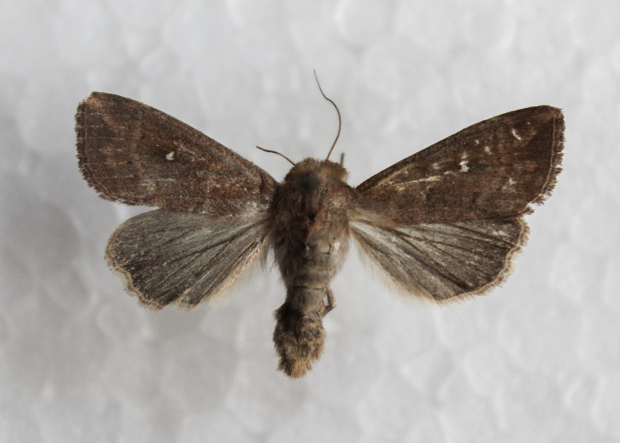 Mythimna albipuncta - fehérpettyes rétibagoly
