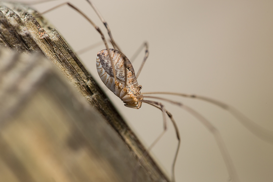 Phalangium opilio