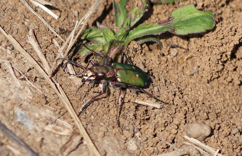 Cicindela campestris - mezei homokfutrinka