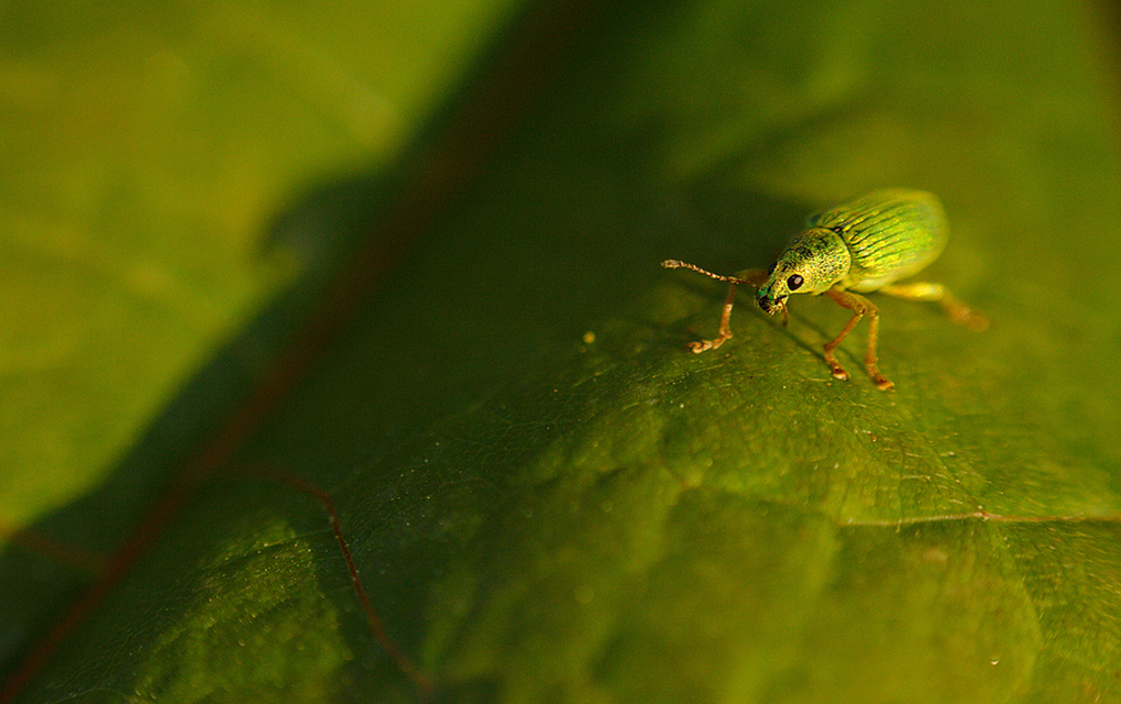 Polydrusus formosus - selymes lombormányos