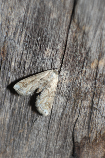 Cataclysta lemnata - békalencsemoly