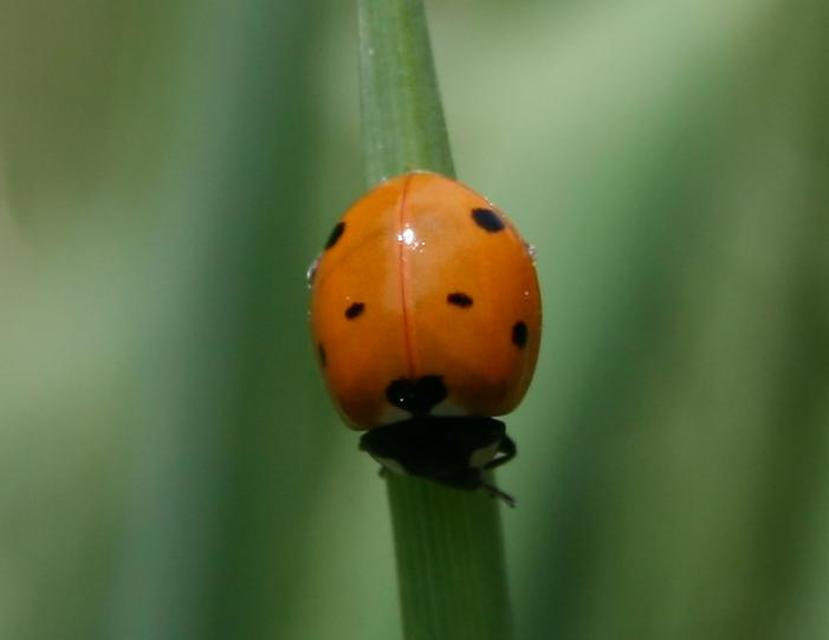 Coccinella septempunctata - hétpettyes katica