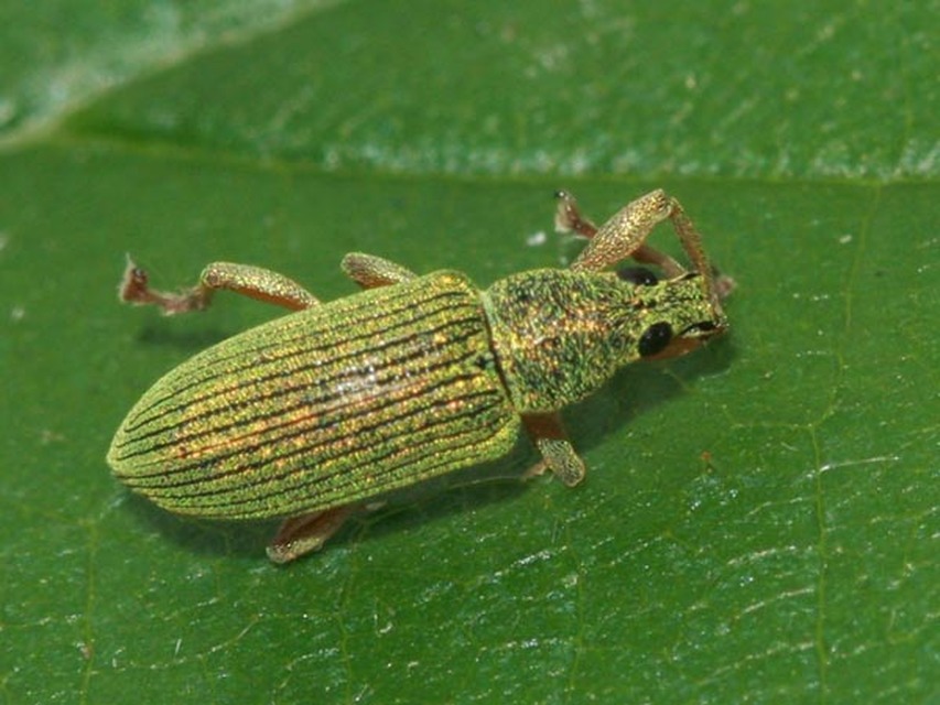 Polydrusus formosus - selymes lombormányos