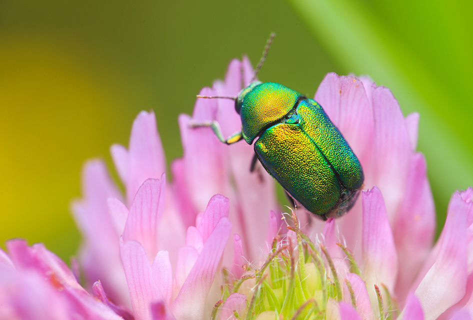 Cryptocephalus