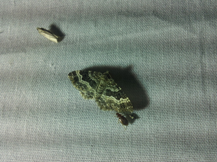 Epirrhoe alternata - galaj-tarkaaraszoló